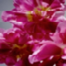 Mondo Grosso: Reborn Again And Always Starting New