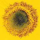 Stefan Jaworzyn: Princeps of Inertia