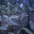 Rosa Vertov: Who Would Have Thought?