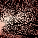 Zimpel / Ziołek: Zimpel / Ziołek